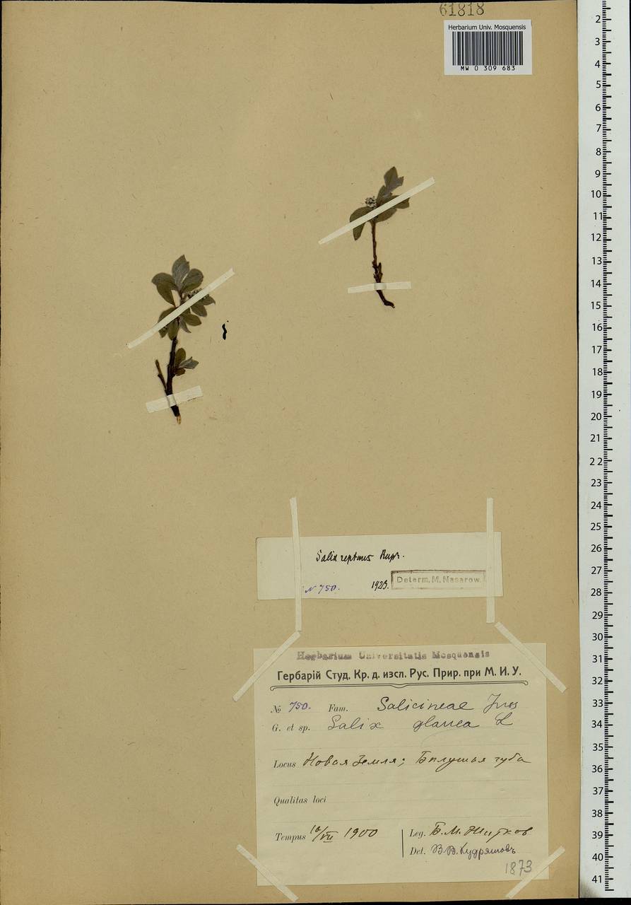 Salix reptans Rupr., Eastern Europe, Northern region (E1) (Russia)