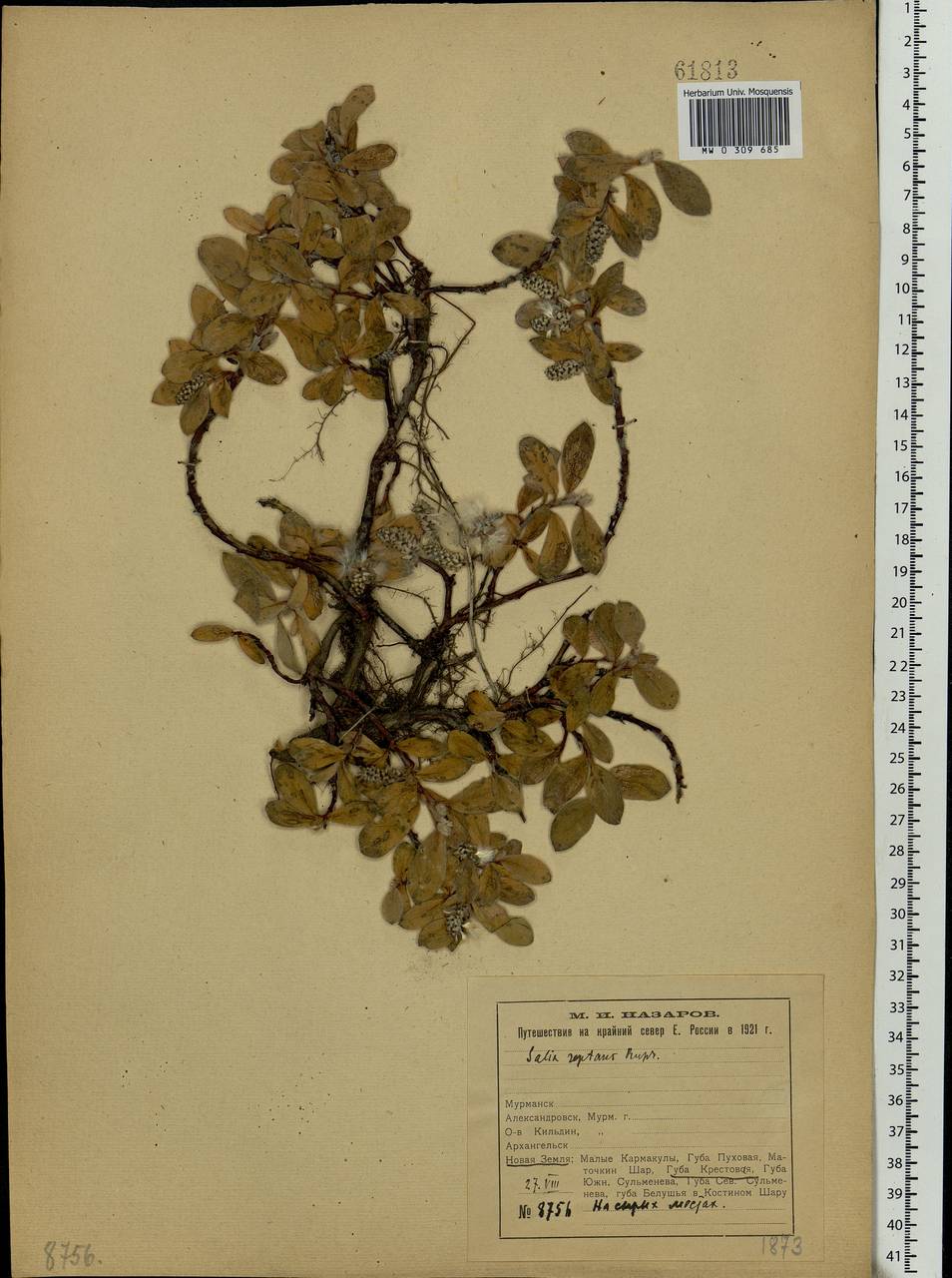 Salix reptans Rupr., Eastern Europe, Northern region (E1) (Russia)