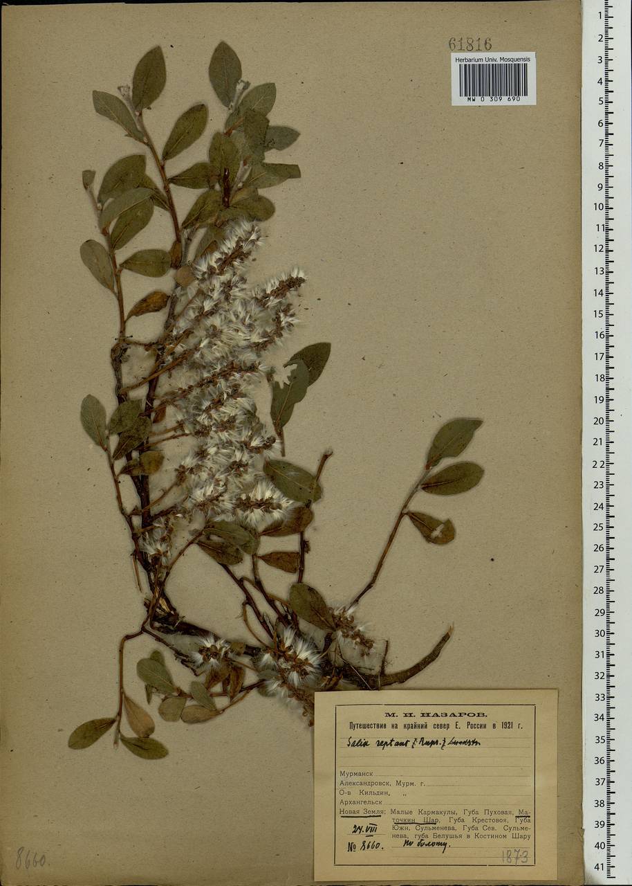 Salix reptans Rupr., Eastern Europe, Northern region (E1) (Russia)