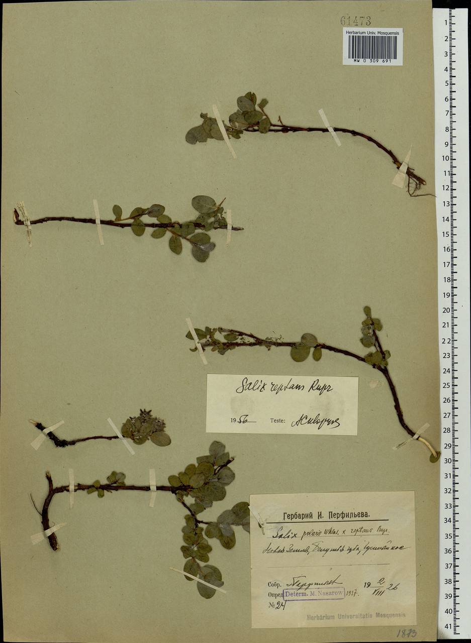 Salix reptans Rupr., Eastern Europe, Northern region (E1) (Russia)