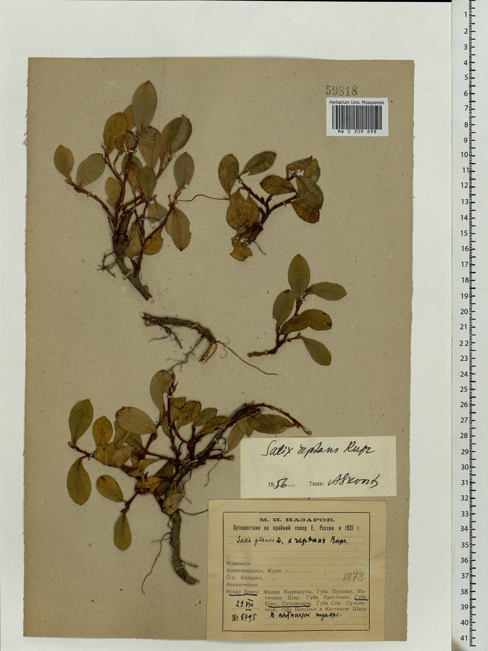 Salix reptans Rupr., Eastern Europe, Northern region (E1) (Russia)