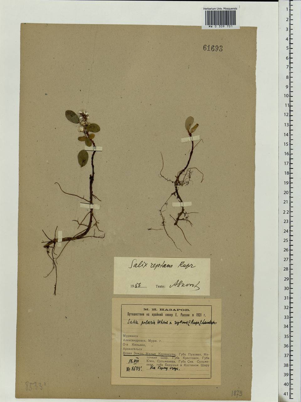 Salix reptans Rupr., Eastern Europe, Northern region (E1) (Russia)