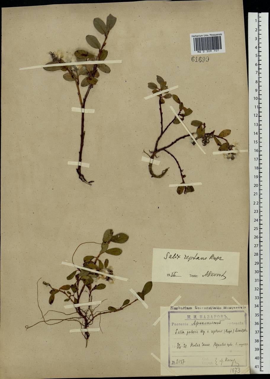 Salix reptans Rupr., Eastern Europe, Northern region (E1) (Russia)