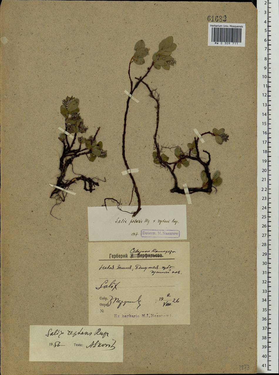 Salix reptans Rupr., Eastern Europe, Northern region (E1) (Russia)