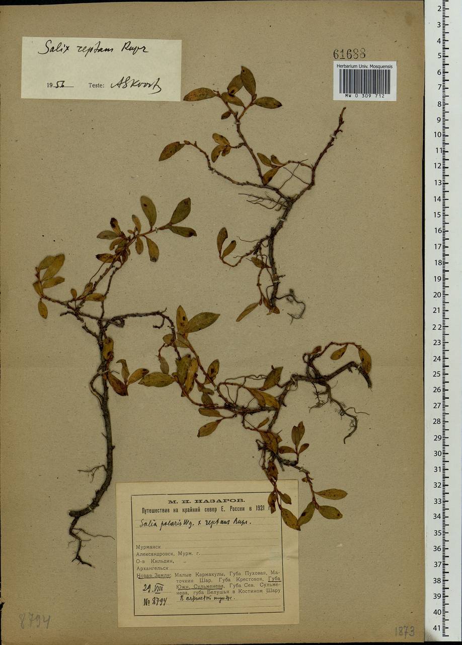 Salix reptans Rupr., Eastern Europe, Northern region (E1) (Russia)