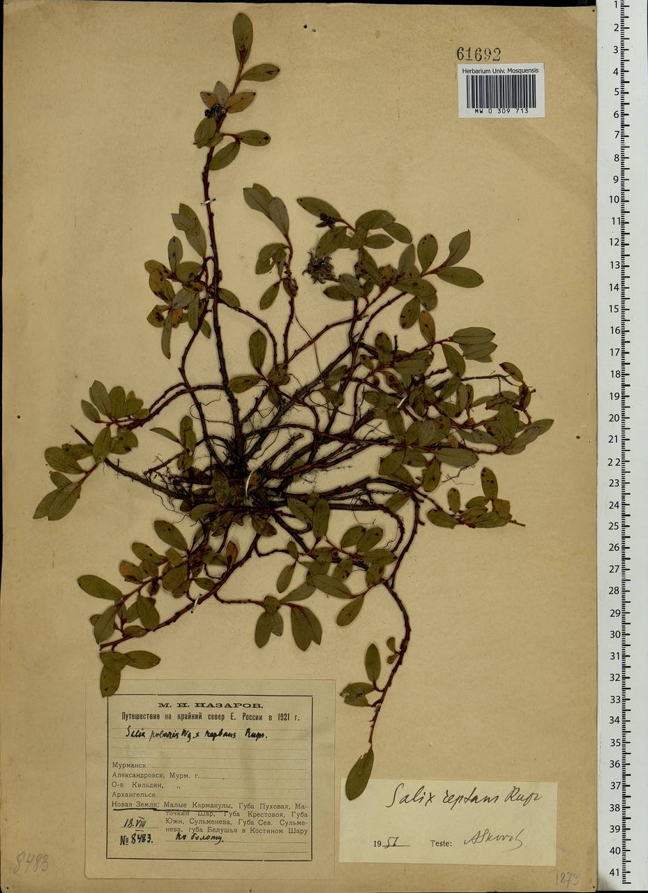 Salix reptans Rupr., Eastern Europe, Northern region (E1) (Russia)