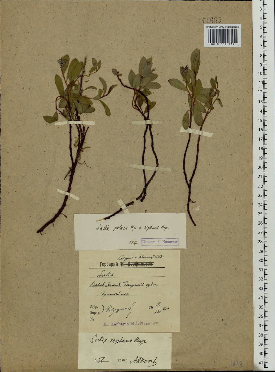 Salix reptans Rupr., Eastern Europe, Northern region (E1) (Russia)
