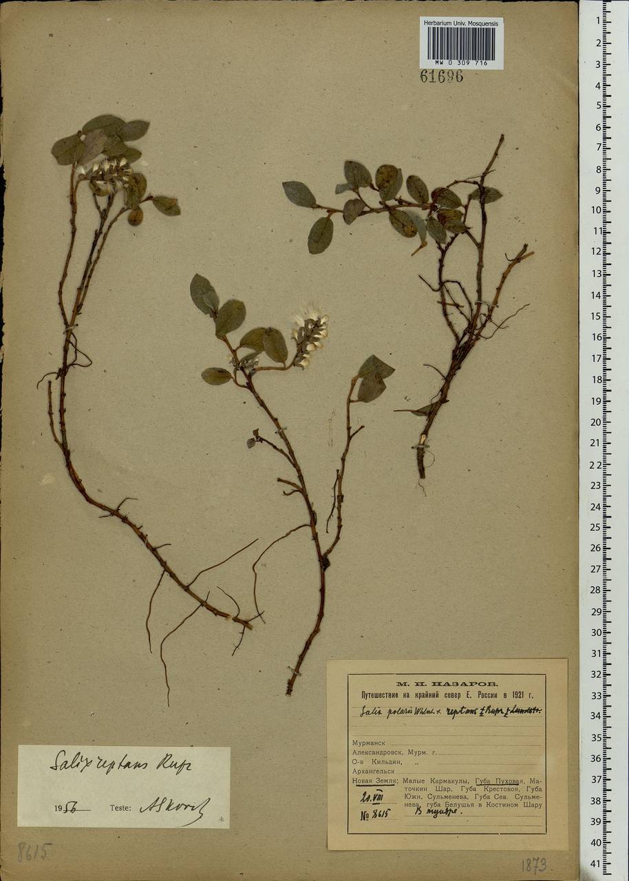 Salix reptans Rupr., Eastern Europe, Northern region (E1) (Russia)
