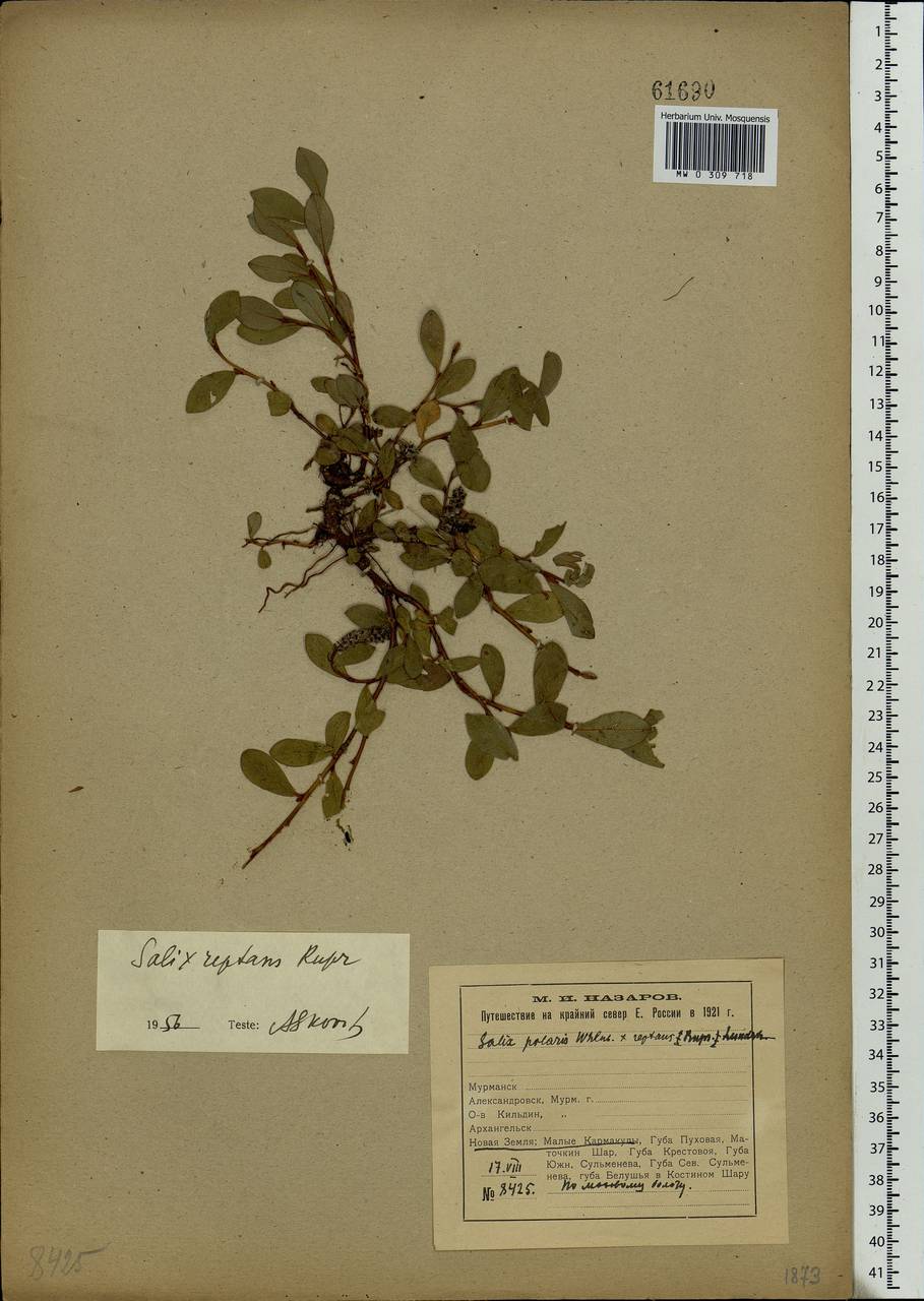 Salix reptans Rupr., Eastern Europe, Northern region (E1) (Russia)