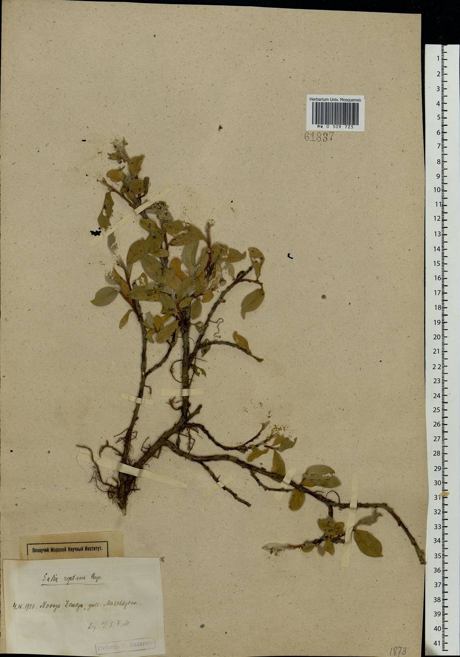 Salix reptans Rupr., Eastern Europe, Northern region (E1) (Russia)