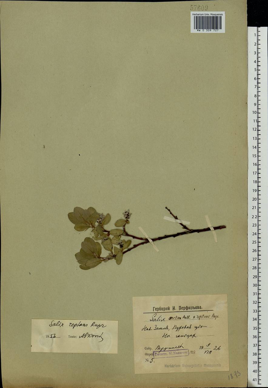 Salix reptans Rupr., Eastern Europe, Northern region (E1) (Russia)