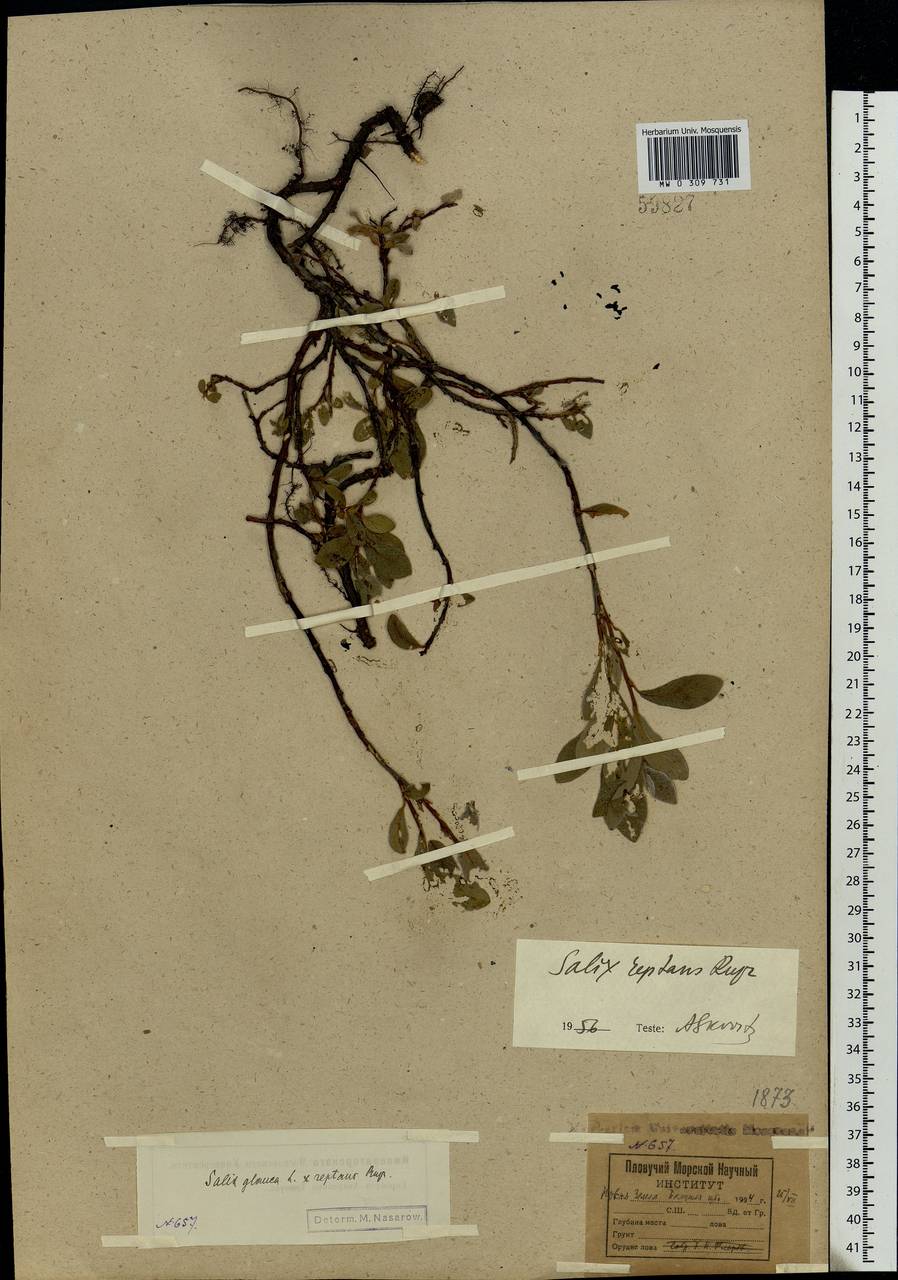 Salix reptans Rupr., Eastern Europe, Northern region (E1) (Russia)