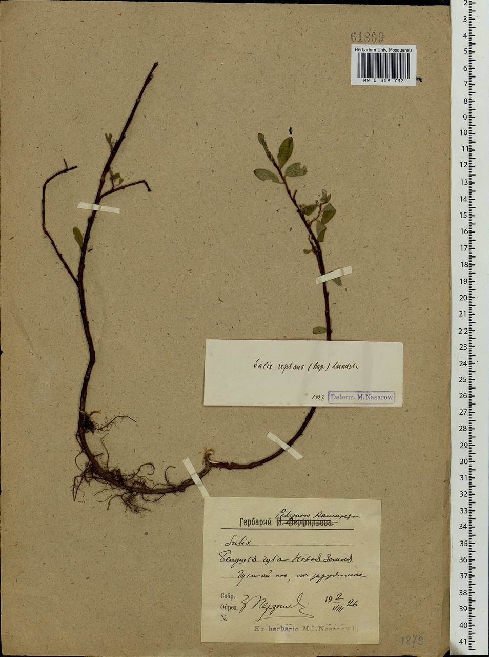 Salix reptans Rupr., Eastern Europe, Northern region (E1) (Russia)