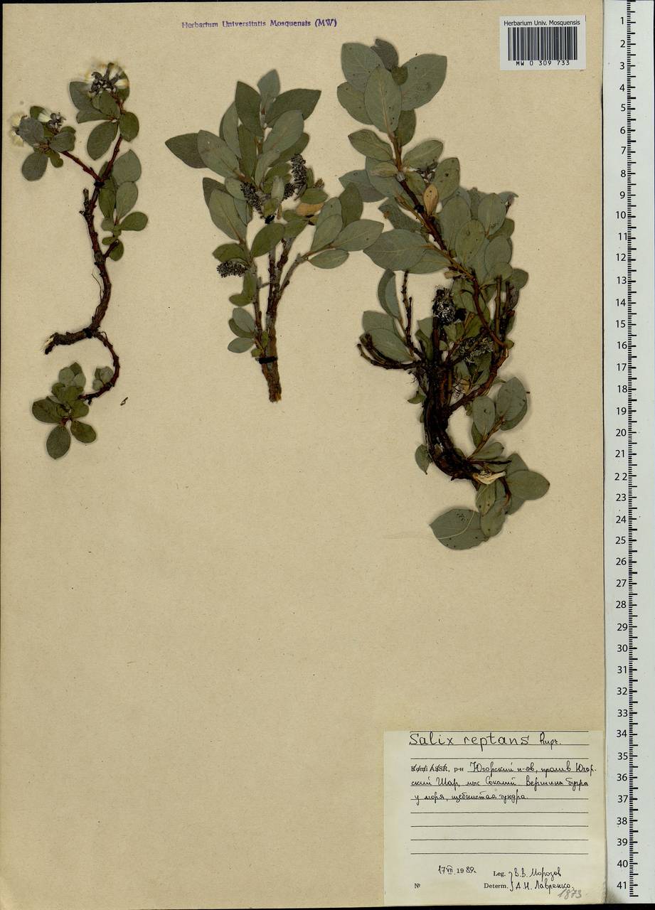 Salix reptans Rupr., Eastern Europe, Northern region (E1) (Russia)