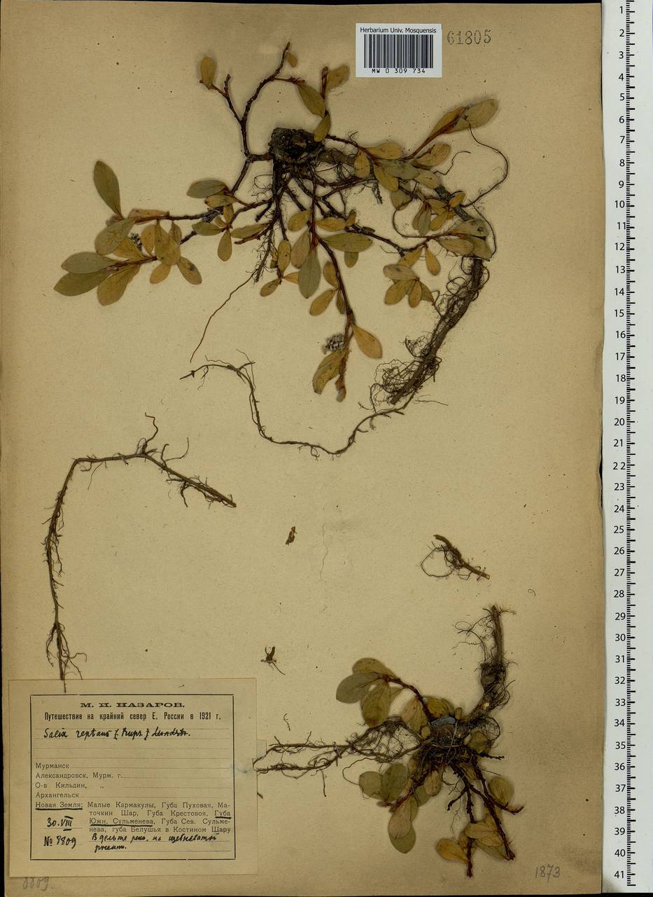 Salix reptans Rupr., Eastern Europe, Northern region (E1) (Russia)