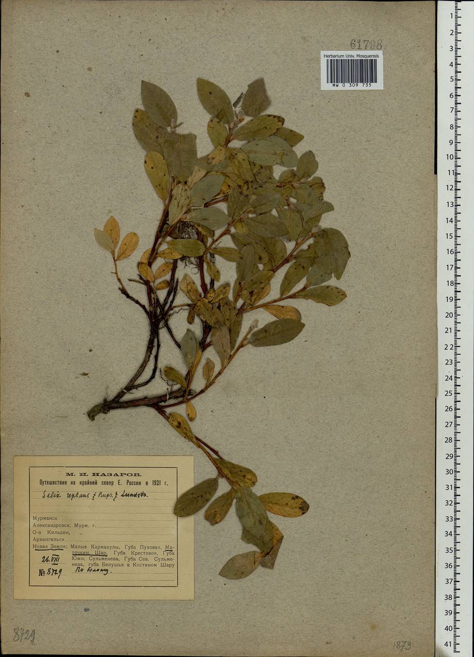 Salix reptans Rupr., Eastern Europe, Northern region (E1) (Russia)