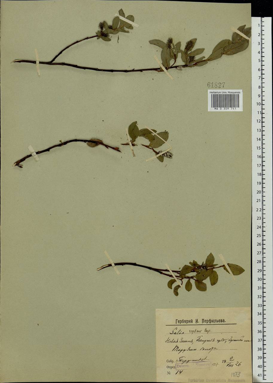 Salix reptans Rupr., Eastern Europe, Northern region (E1) (Russia)