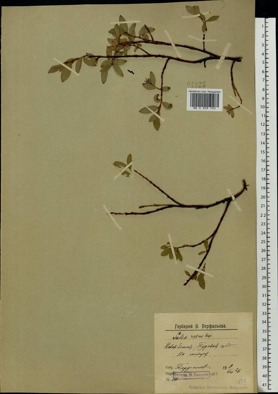 Salix reptans Rupr., Eastern Europe, Northern region (E1) (Russia)