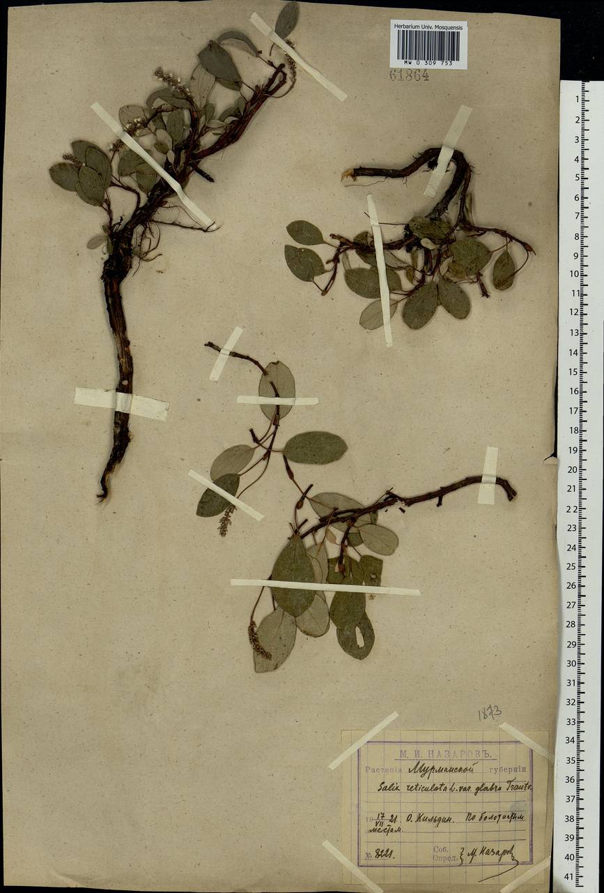 Salix reticulata, Eastern Europe, Northern region (E1) (Russia)