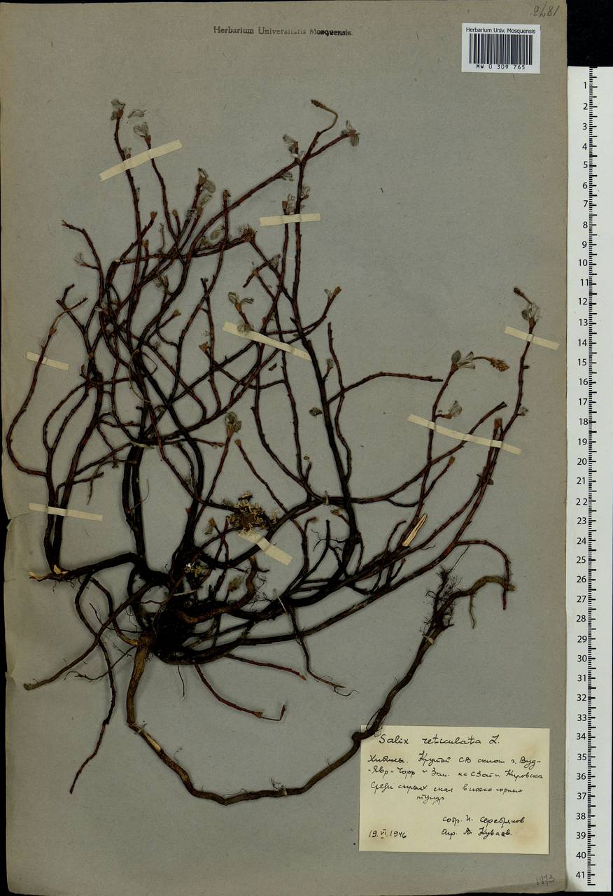 Salix reticulata, Eastern Europe, Northern region (E1) (Russia)