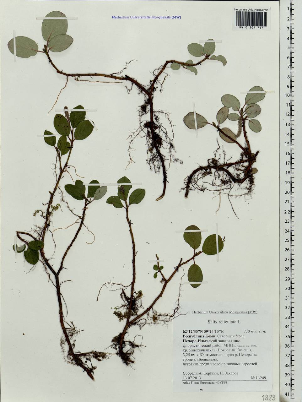 Salix reticulata L., Eastern Europe, Northern region (E1) (Russia)