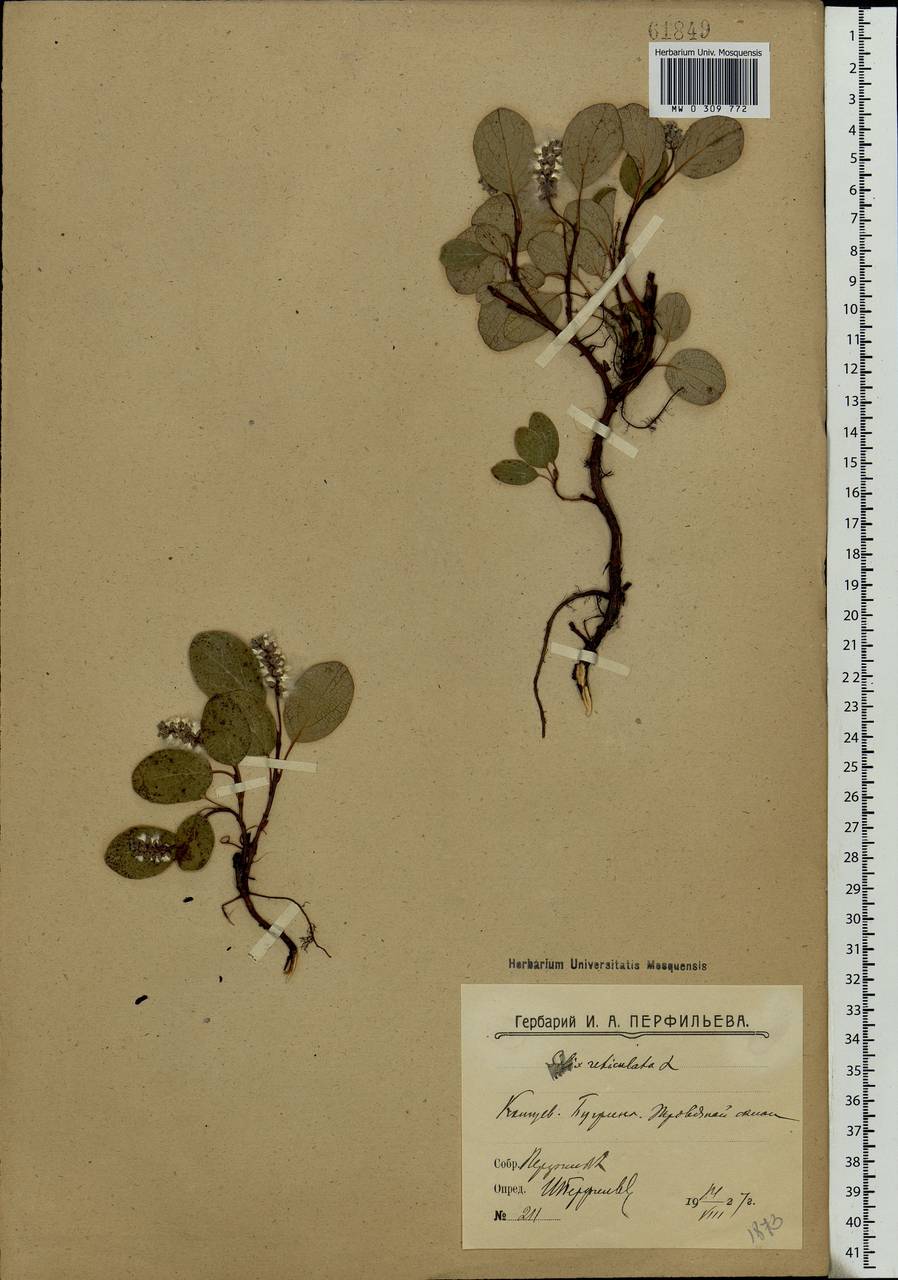 Salix reticulata, Eastern Europe, Northern region (E1) (Russia)