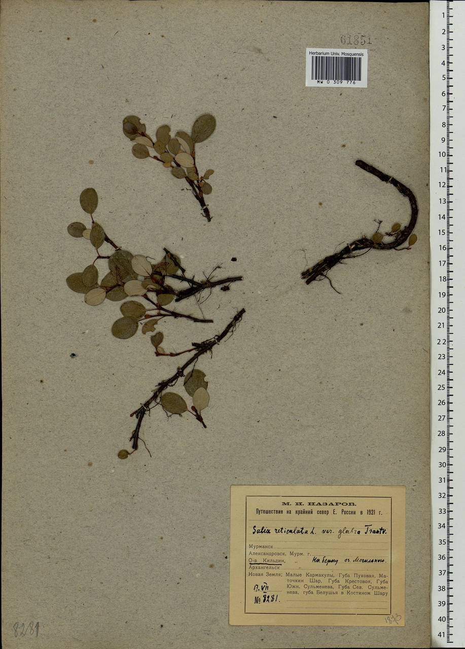 Salix reticulata, Eastern Europe, Northern region (E1) (Russia)