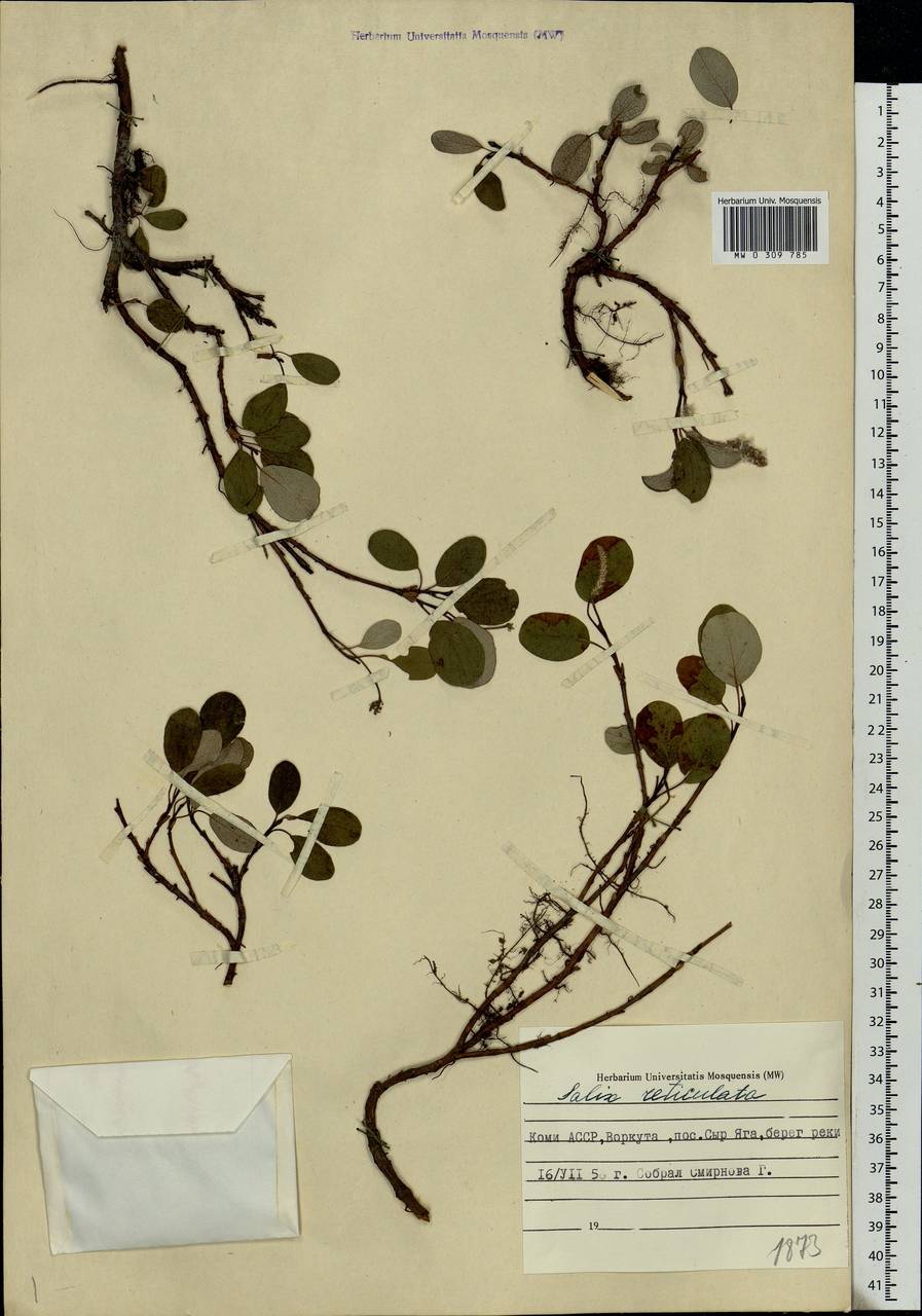 Salix reticulata, Eastern Europe, Northern region (E1) (Russia)