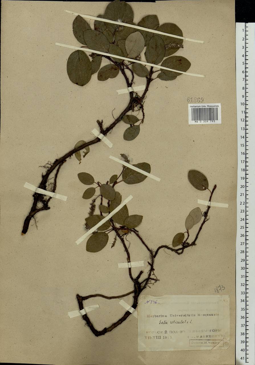 Salix reticulata, Eastern Europe, Northern region (E1) (Russia)