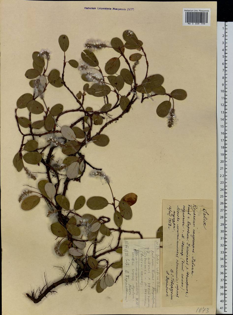 Salix reticulata, Eastern Europe, Northern region (E1) (Russia)