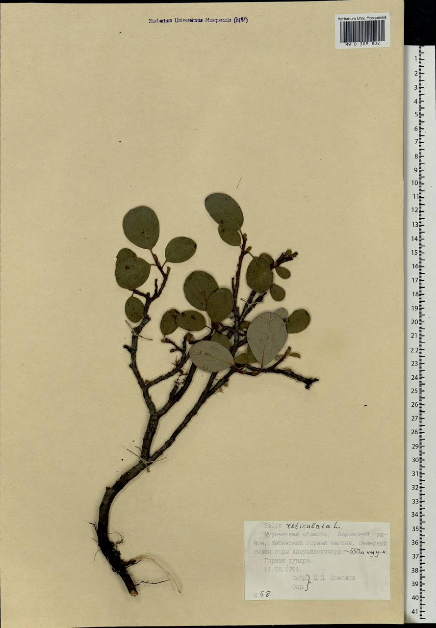 Salix reticulata, Eastern Europe, Northern region (E1) (Russia)