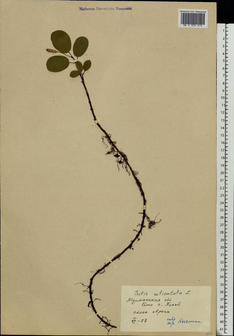 Salix reticulata, Eastern Europe, Northern region (E1) (Russia)