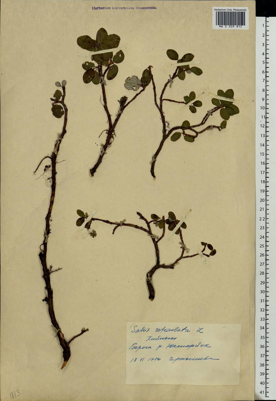 Salix reticulata, Eastern Europe, Northern region (E1) (Russia)