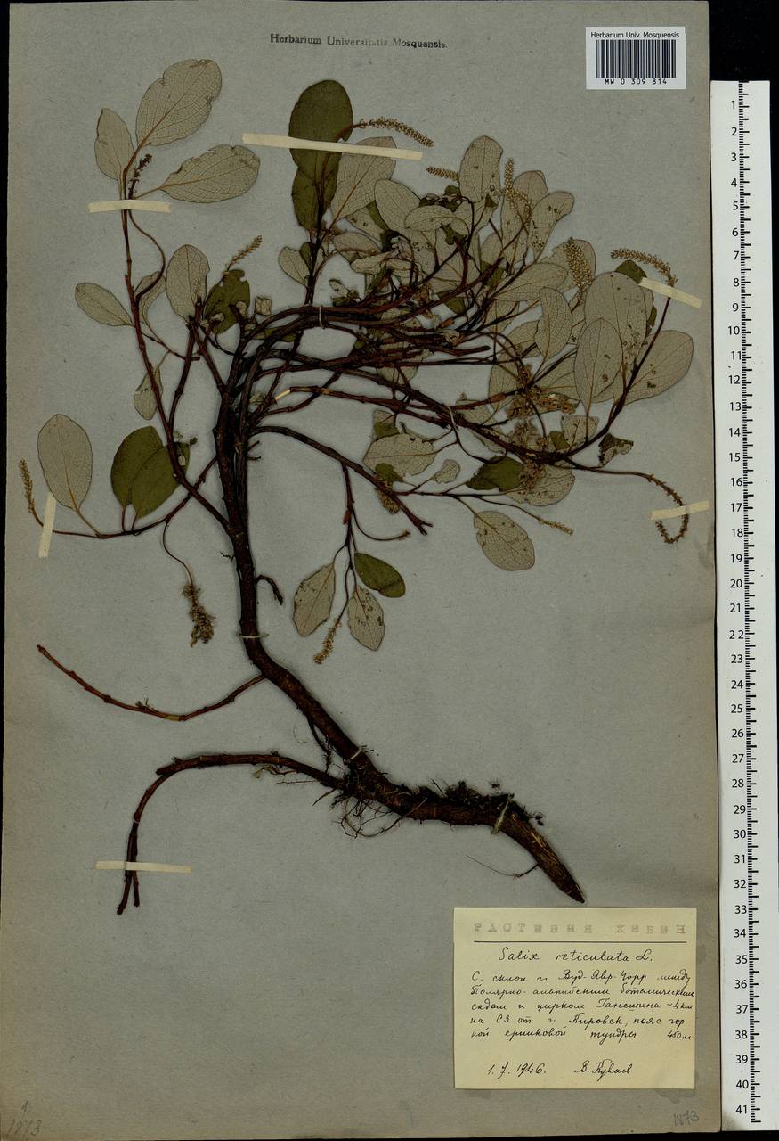 Salix reticulata, Eastern Europe, Northern region (E1) (Russia)