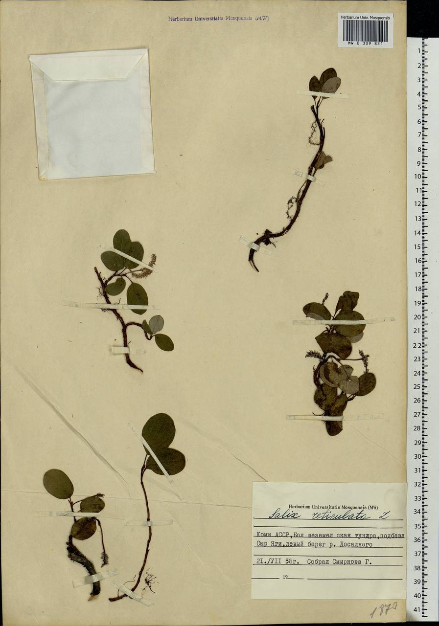 Salix reticulata, Eastern Europe, Northern region (E1) (Russia)