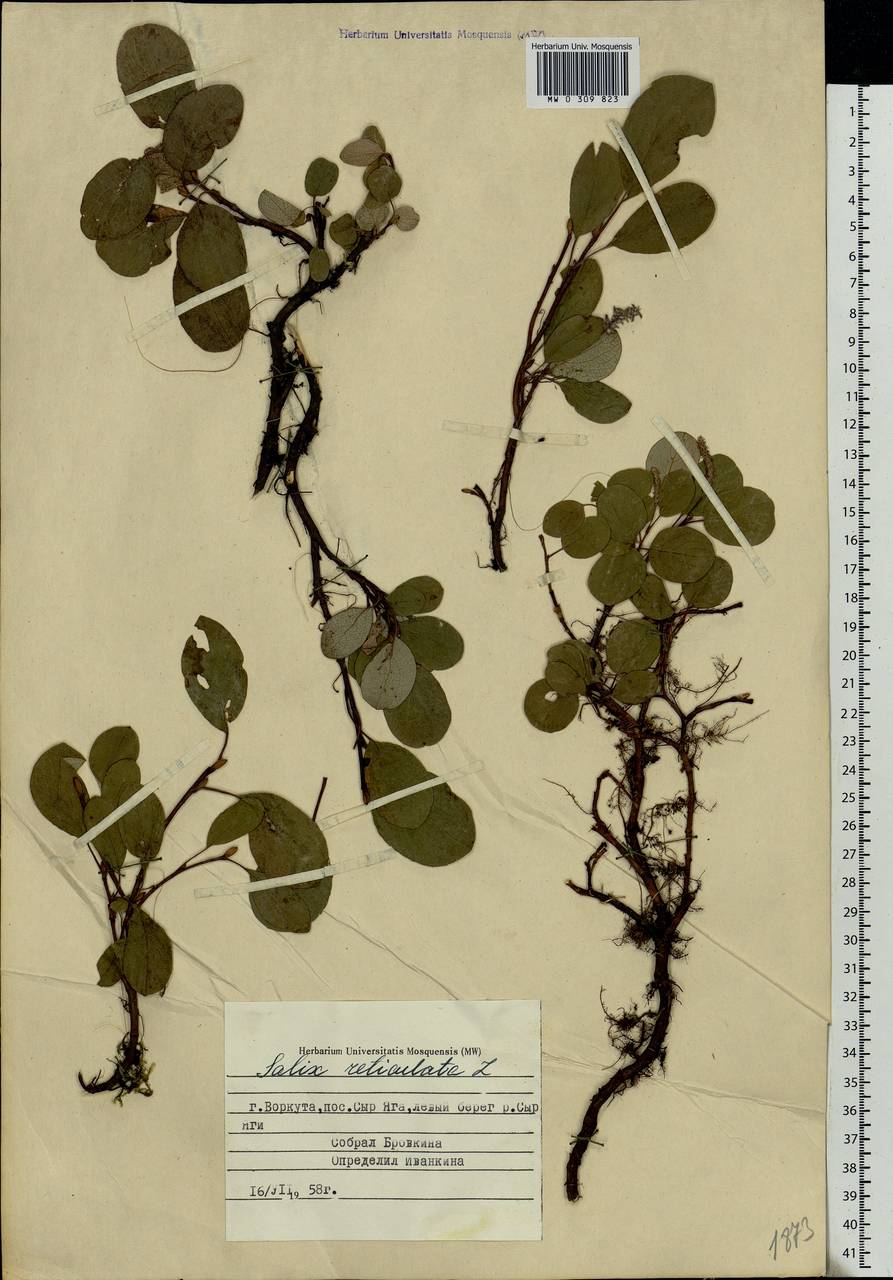 Salix reticulata, Eastern Europe, Northern region (E1) (Russia)