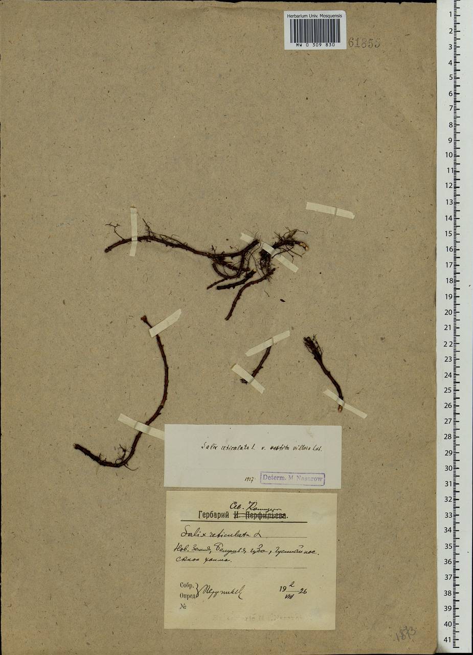 Salix reticulata, Eastern Europe, Northern region (E1) (Russia)