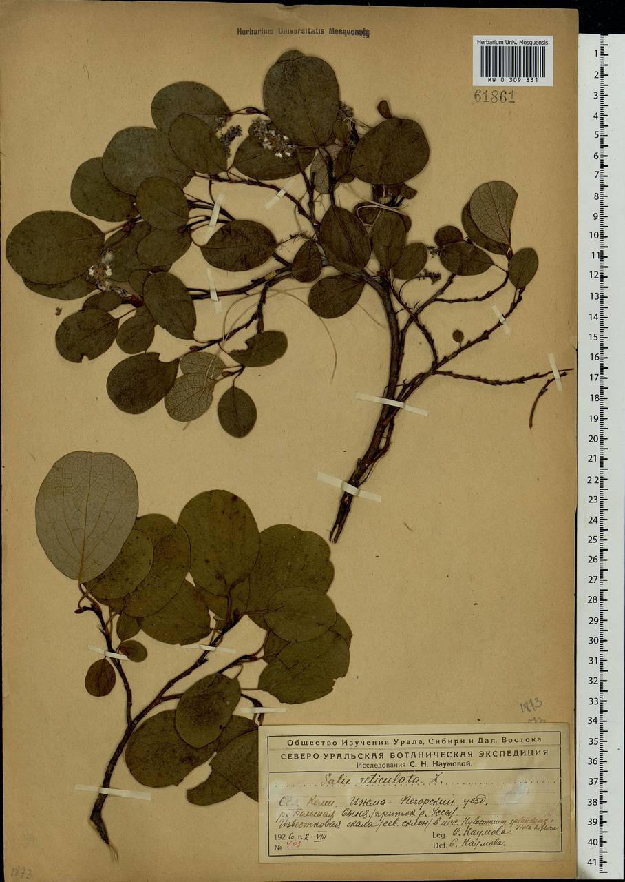 Salix reticulata, Eastern Europe, Northern region (E1) (Russia)