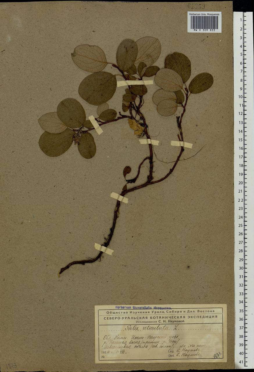 Salix reticulata, Eastern Europe, Northern region (E1) (Russia)