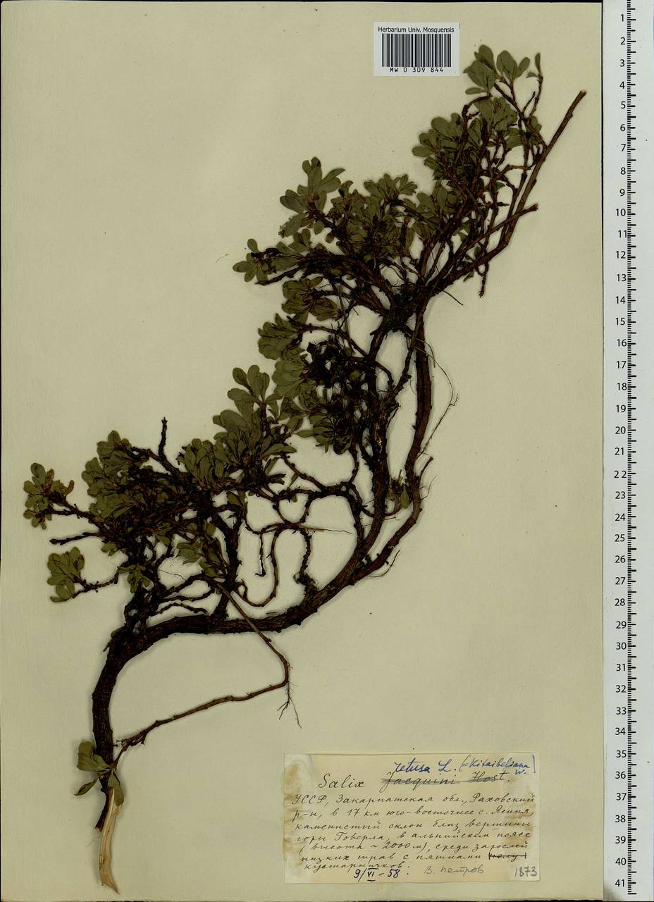 Salix retusa L., Eastern Europe, West Ukrainian region (E13) (Ukraine)