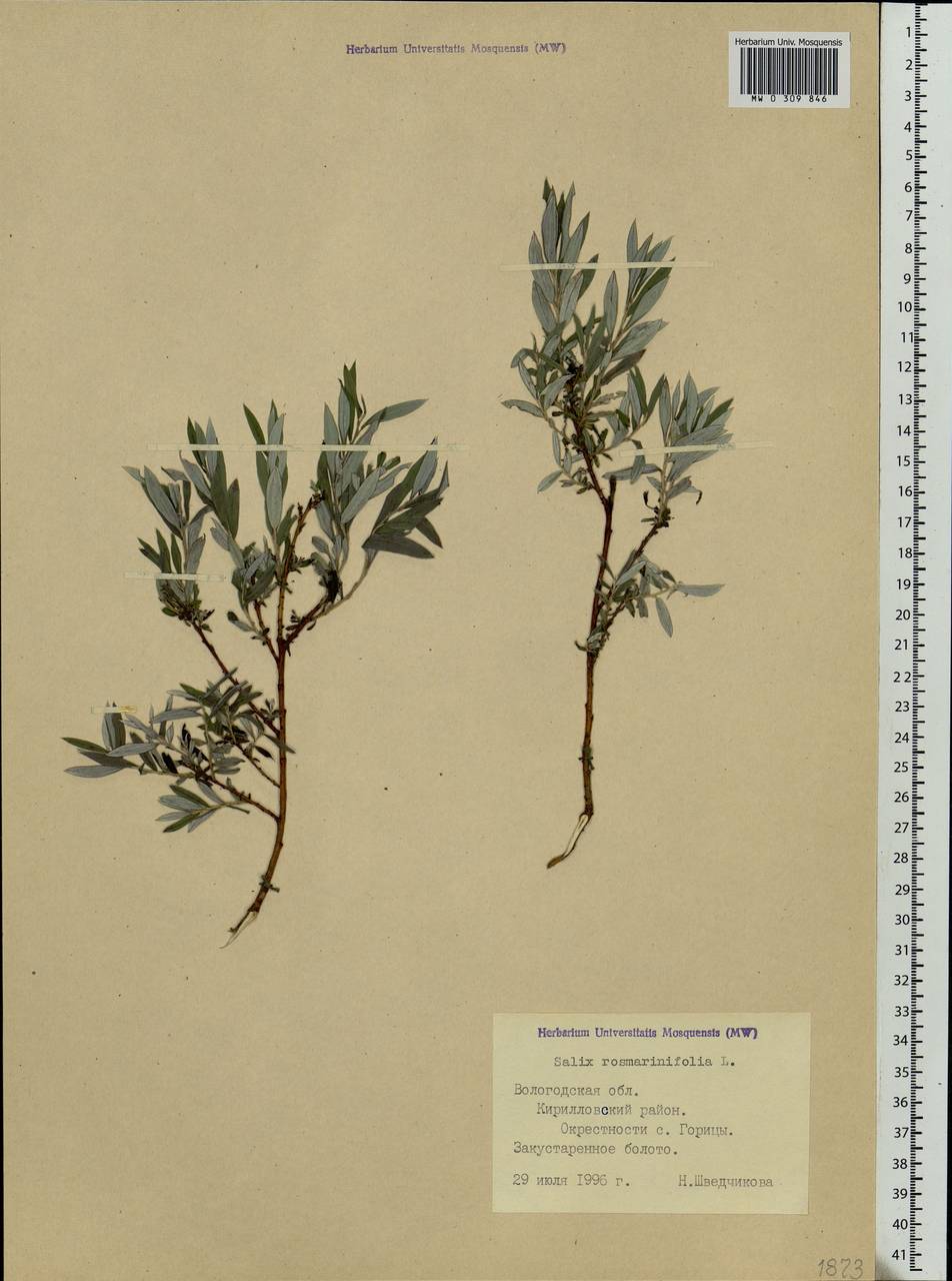 Salix rosmarinifolia L., Eastern Europe, Northern region (E1) (Russia)