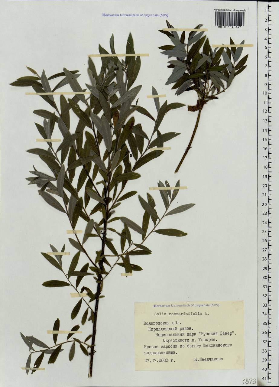 Salix rosmarinifolia L., Eastern Europe, Northern region (E1) (Russia)