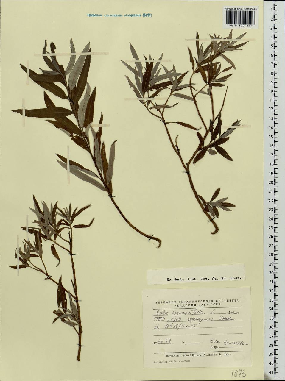 Salix rosmarinifolia L., Eastern Europe, Northern region (E1) (Russia)