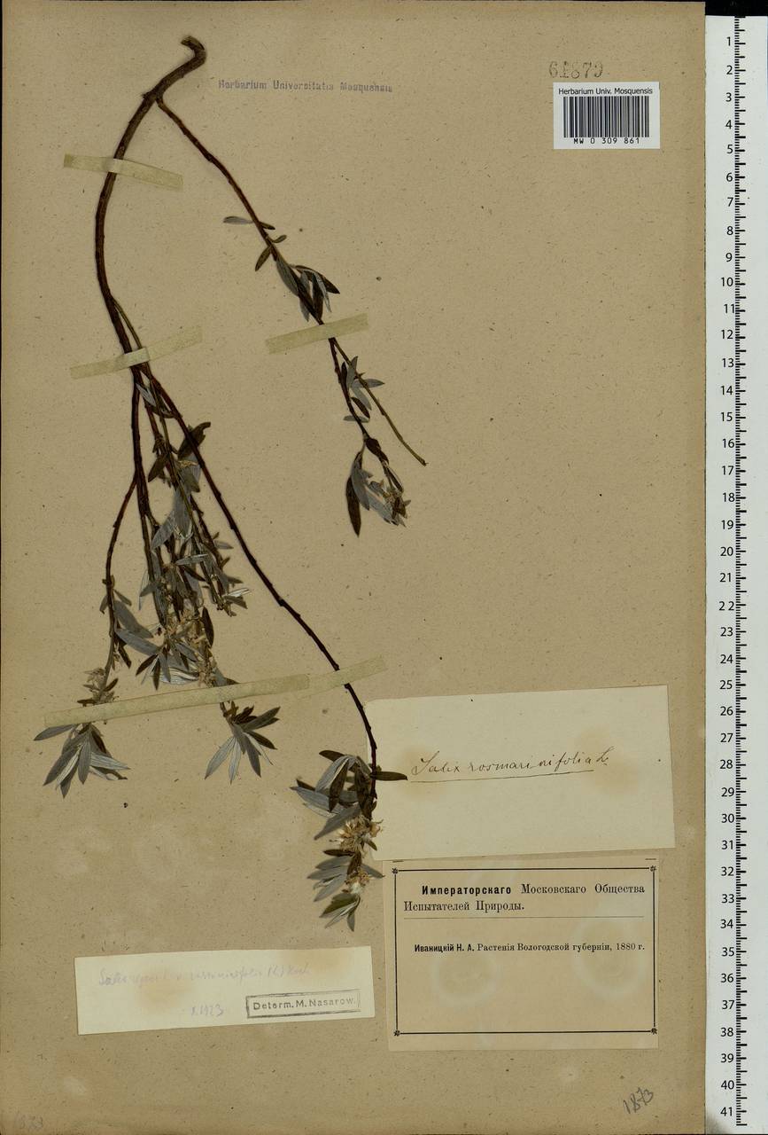 Salix rosmarinifolia L., Eastern Europe, Northern region (E1) (Russia)