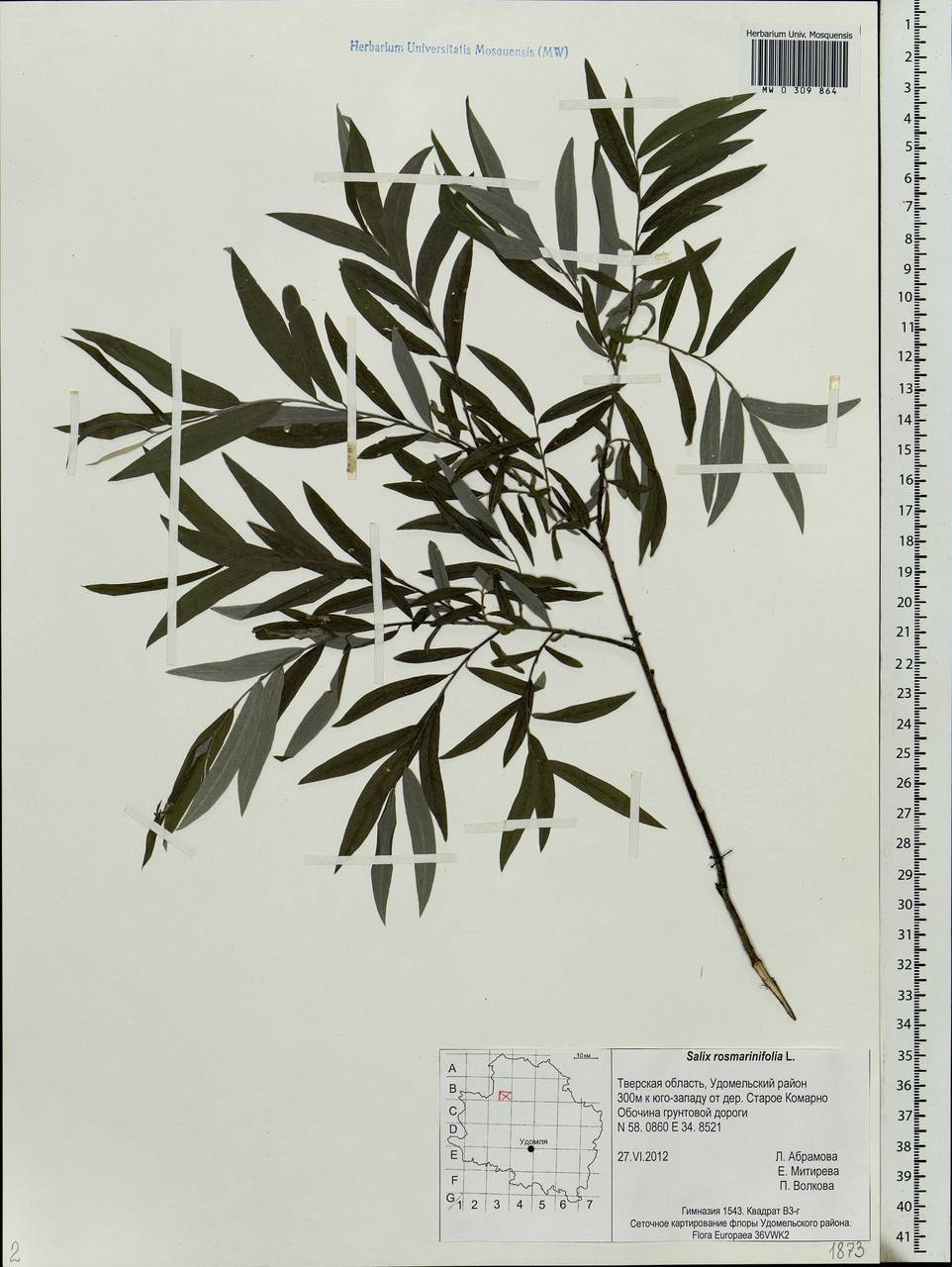 Salix rosmarinifolia L., Eastern Europe, North-Western region (E2) (Russia)