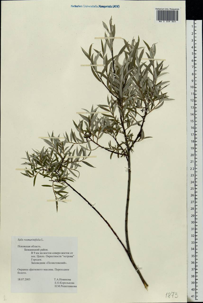 Salix rosmarinifolia L., Eastern Europe, North-Western region (E2) (Russia)