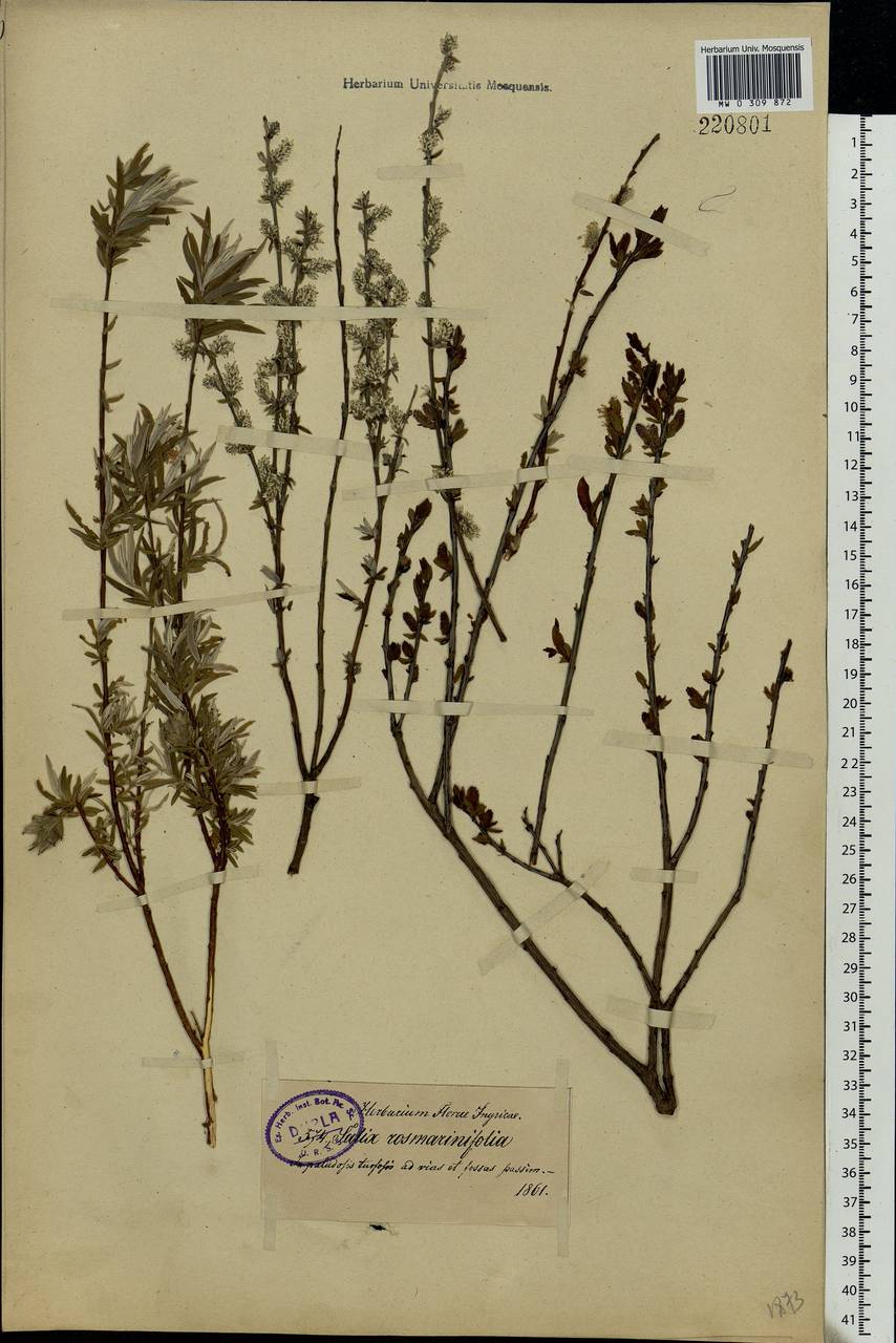 Salix rosmarinifolia L., Eastern Europe, North-Western region (E2) (Russia)