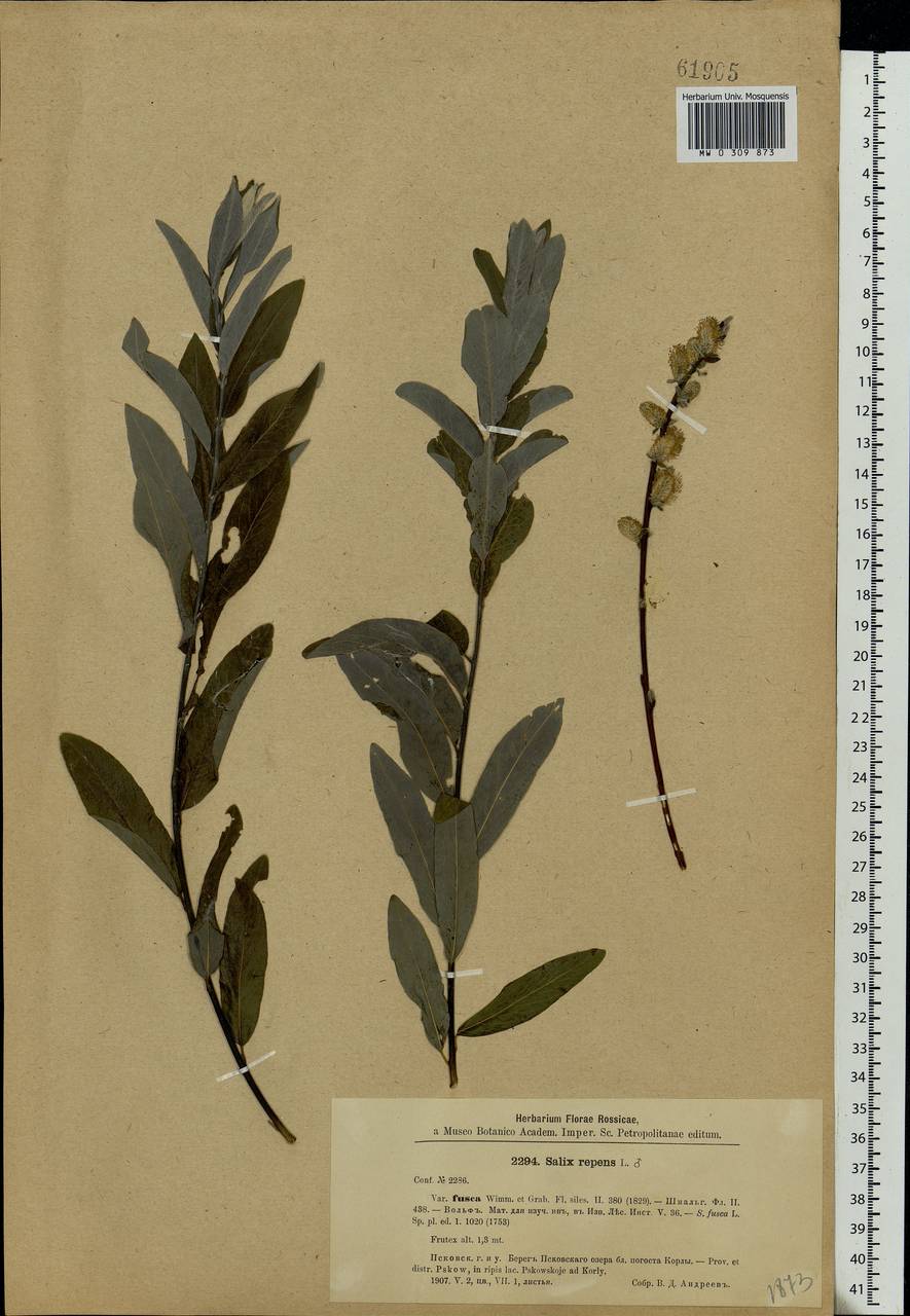 Salix rosmarinifolia L., Eastern Europe, North-Western region (E2) (Russia)