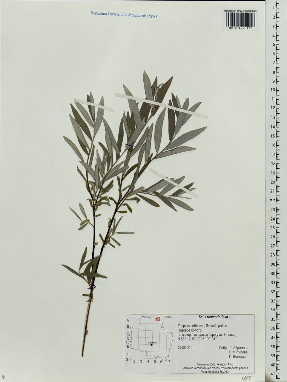 Salix rosmarinifolia L., Eastern Europe, North-Western region (E2) (Russia)