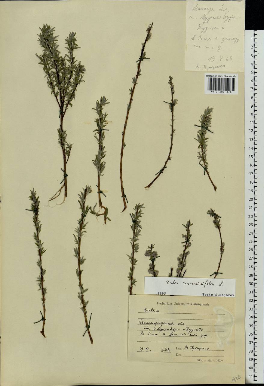 Salix rosmarinifolia L., Eastern Europe, North-Western region (E2) (Russia)